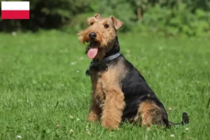 Scopri di più sull'articolo Allevatori di Welsh Terrier e cuccioli in Polonia