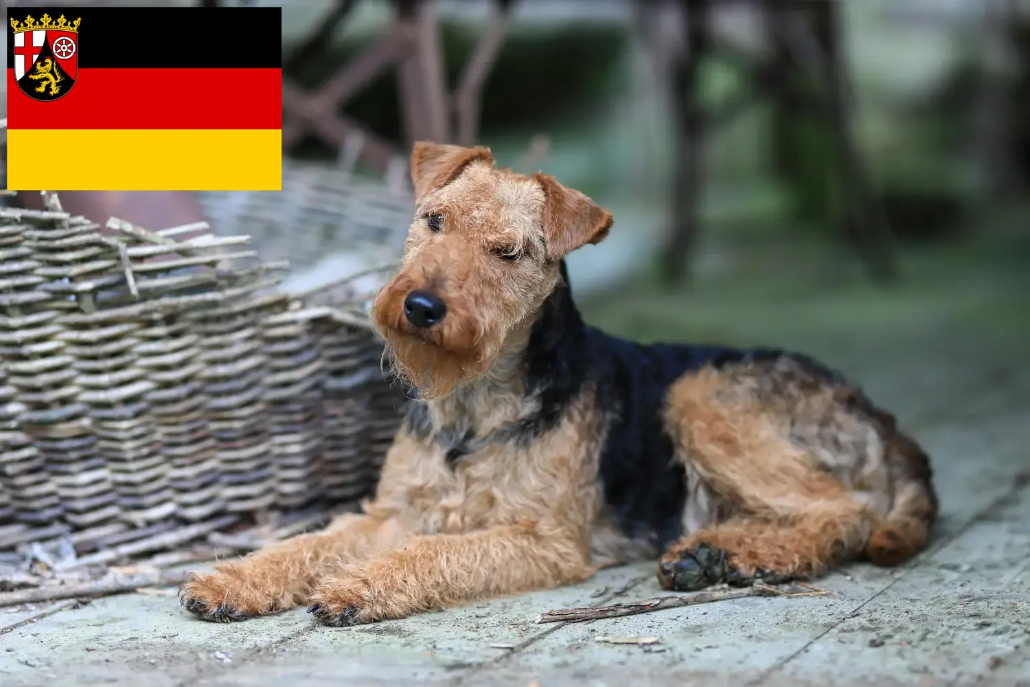 Scopri di più sull'articolo Allevatori di Welsh Terrier e cuccioli in Renania-Palatinato