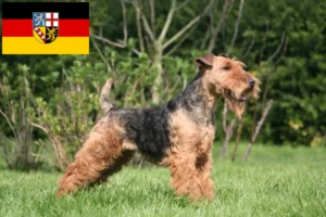 Scopri di più sull'articolo Allevatori di Welsh Terrier e cuccioli in Saarland