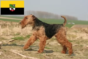 Scopri di più sull'articolo Allevatori e cuccioli di Welsh Terrier in Sassonia-Anhalt