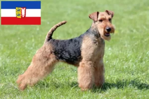 Scopri di più sull'articolo Allevatori e cuccioli di Welsh Terrier in Schleswig-Holstein