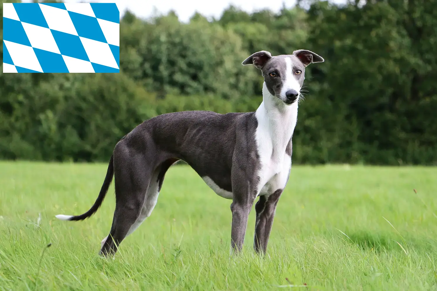 Scopri di più sull'articolo Allevatori di Whippet e cuccioli in Baviera