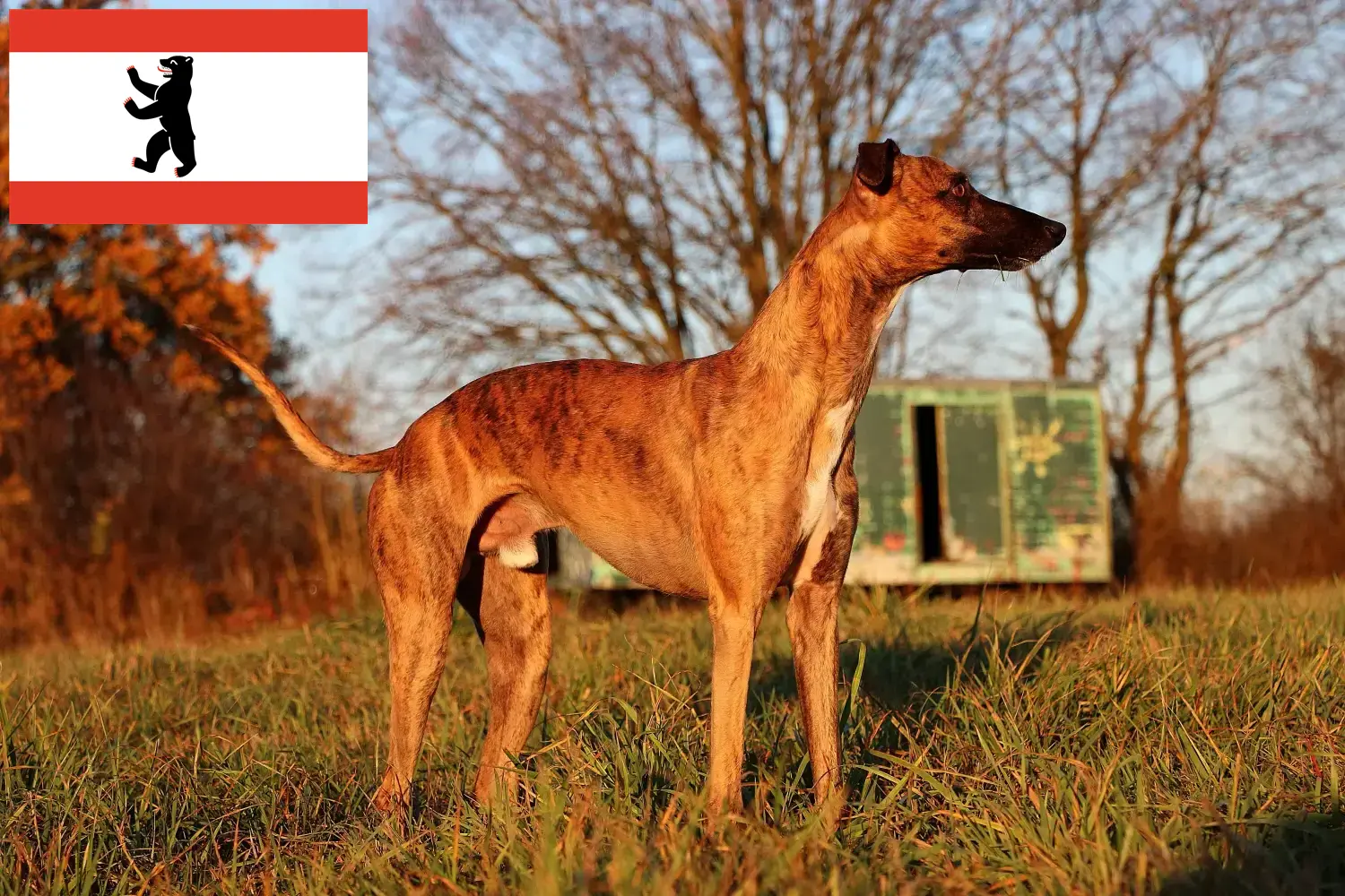 Scopri di più sull'articolo Allevatore di Whippet e cuccioli a Berlino