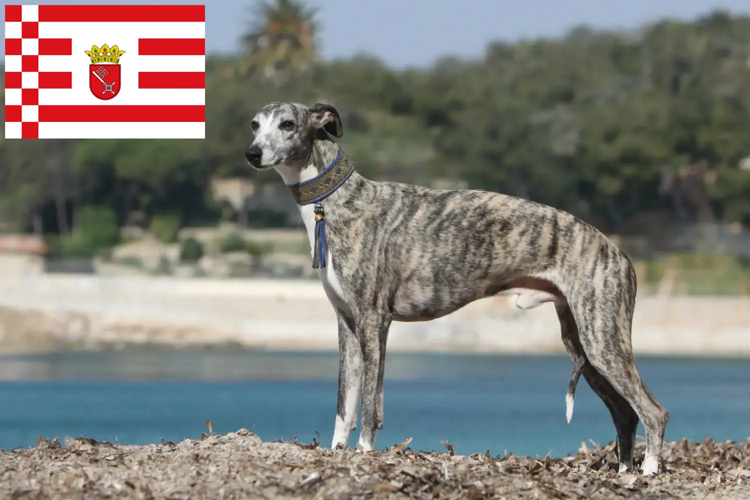 Scopri di più sull'articolo Allevatore di Whippet e cuccioli a Brema