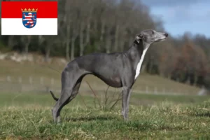 Scopri di più sull'articolo Allevatori di Whippet e cuccioli in Hessen