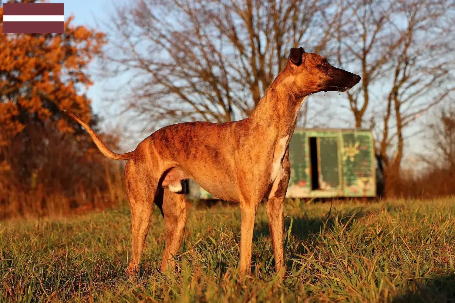 Scopri di più sull'articolo Allevatori di Whippet e cuccioli in Lettonia