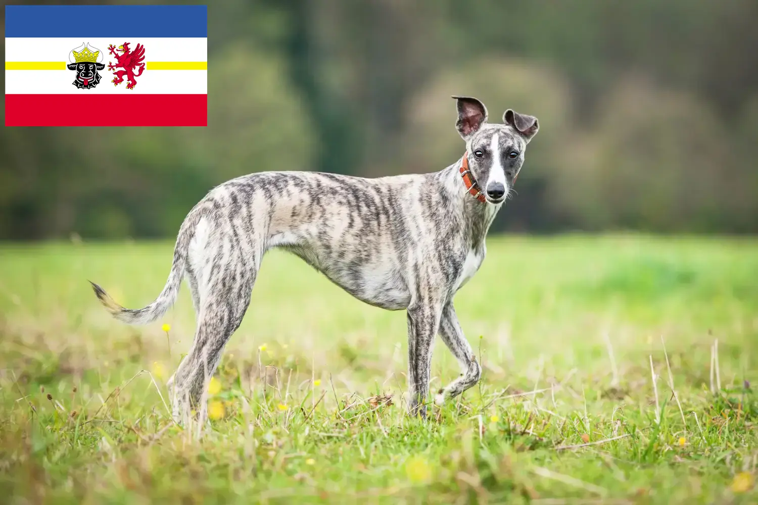 Scopri di più sull'articolo Allevatori di Whippet e cuccioli in Mecklenburg-Vorpommern