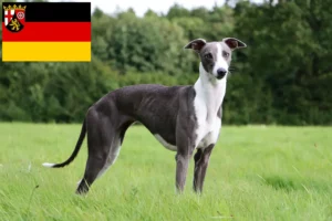 Scopri di più sull'articolo Allevatori e cuccioli di Whippet in Renania-Palatinato