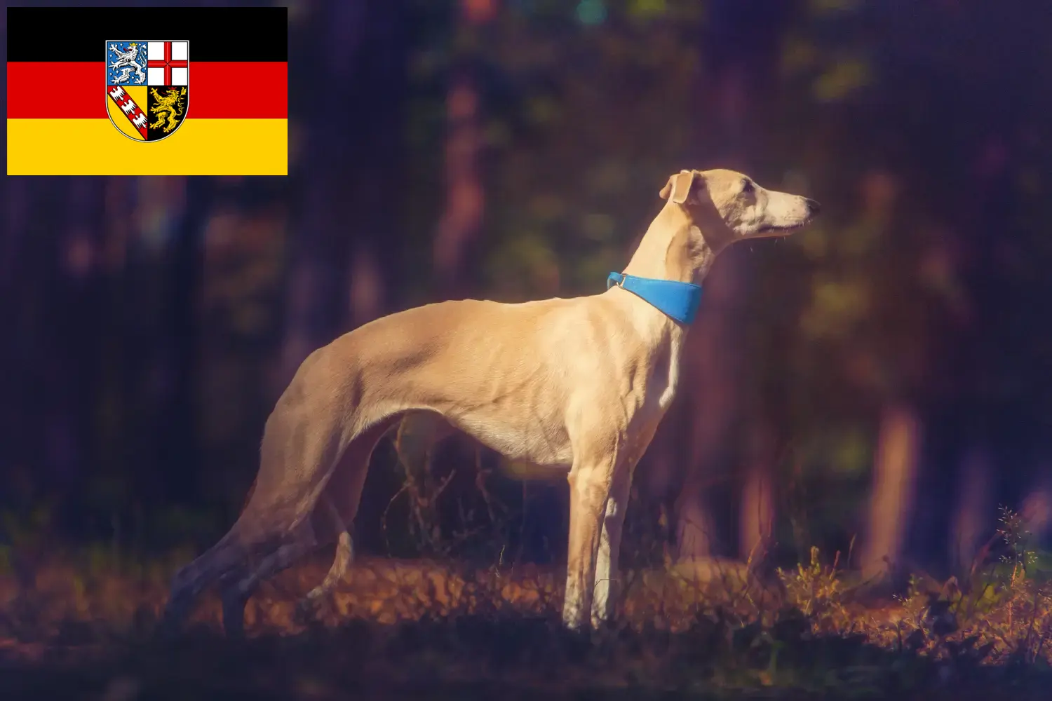 Scopri di più sull'articolo Allevatori di Whippet e cuccioli in Saarland