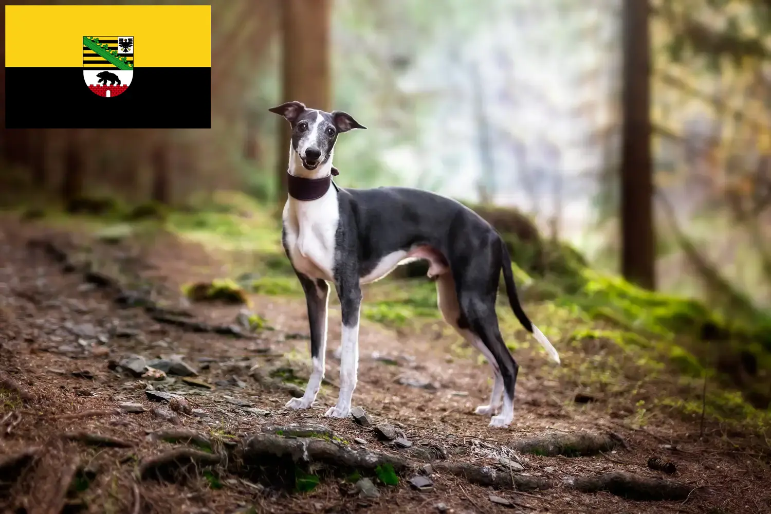 Scopri di più sull'articolo Allevatori di Whippet e cuccioli in Sassonia-Anhalt