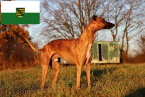 Scopri di più sull'articolo Allevatori e cuccioli di Whippet in Sassonia