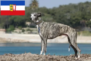 Scopri di più sull'articolo Allevatori di Whippet e cuccioli in Schleswig-Holstein