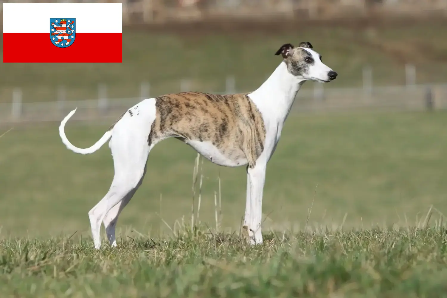 Scopri di più sull'articolo Allevatori di Whippet e cuccioli in Turingia