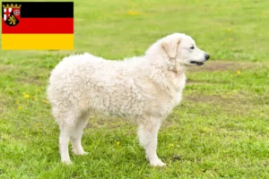 Scopri di più sull'articolo Allevatori e cuccioli di Kuvasz in Renania-Palatinato