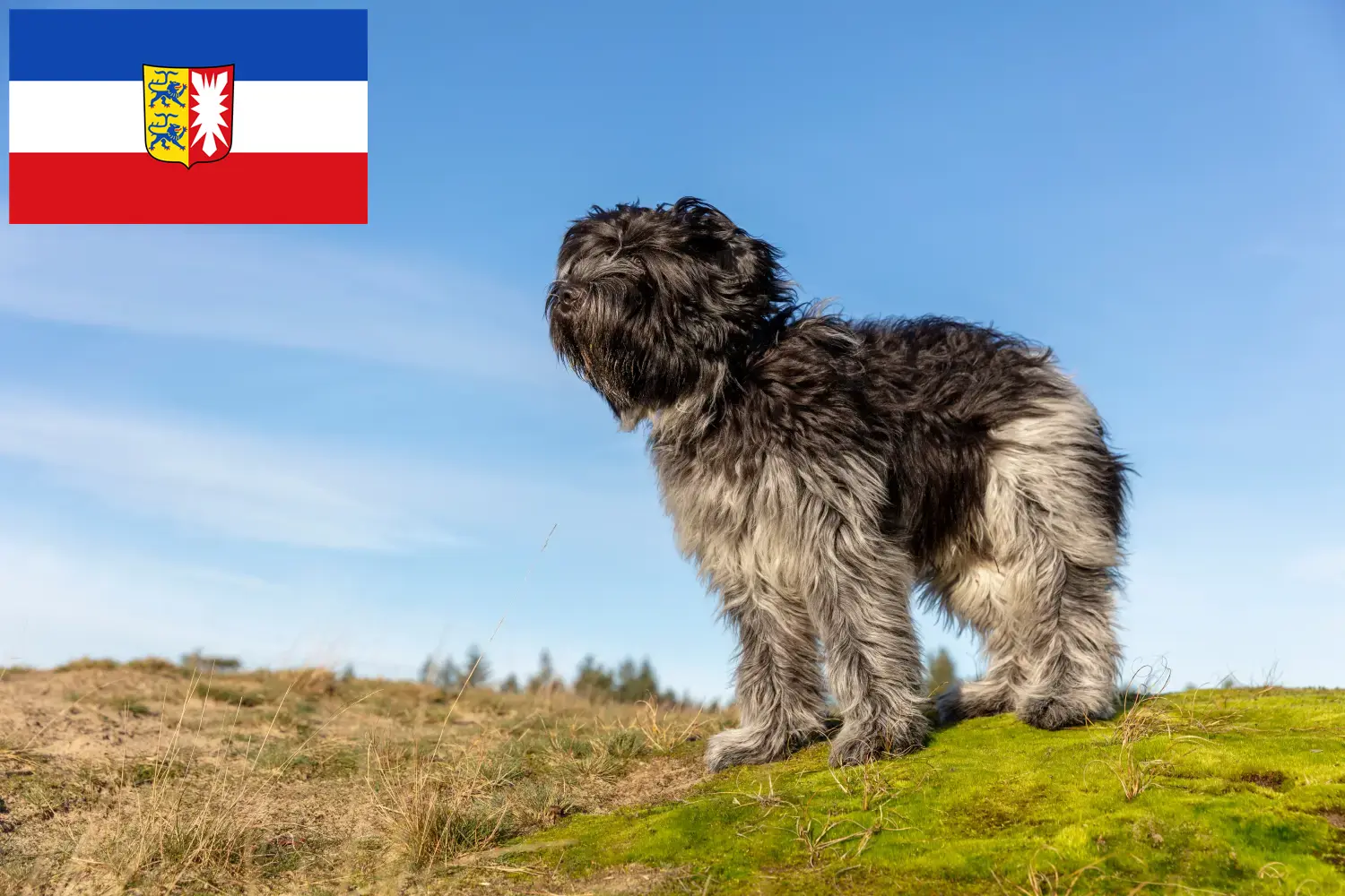 Scopri di più sull'articolo Allevatori di Schapendoes e cuccioli in Schleswig-Holstein