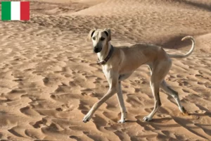 Scopri di più sull'articolo Allevatori e cuccioli di Sloughi in Italia