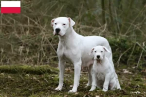 Scopri di più sull'articolo Allevatori di Dogo Argentino e cuccioli in Polonia