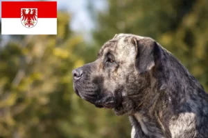 Scopri di più sull'articolo Allevatori di Presa Canario e cuccioli a Brandeburgo