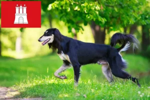 Scopri di più sull'articolo Allevatori di Saluki e cuccioli a Amburgo