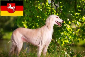 Scopri di più sull'articolo Allevatori e cuccioli di Saluki in Bassa Sassonia