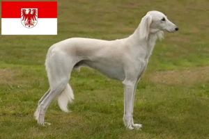 Scopri di più sull'articolo Allevatori di Saluki e cuccioli in Brandeburgo