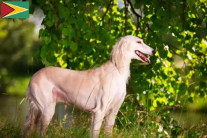 Scopri di più sull'articolo Allevatori di Saluki e cuccioli in Guyana