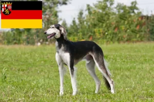 Scopri di più sull'articolo Allevatori di Saluki e cuccioli in Renania-Palatinato