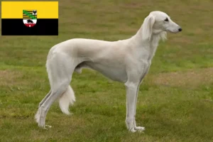 Scopri di più sull'articolo Allevatori di Saluki e cuccioli in Sassonia-Anhalt