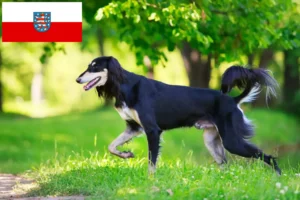 Scopri di più sull'articolo Allevatori di Saluki e cuccioli in Turingia