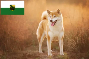 Scopri di più sull'articolo Allevatori e cuccioli di Shiba in Sassonia