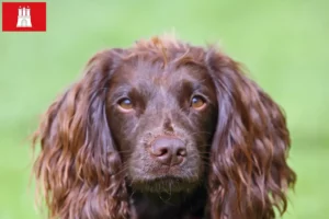 Scopri di più sull'articolo Allevatori di Field Spaniel e cuccioli a Amburgo