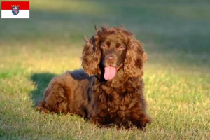 Scopri di più sull'articolo Allevatori di Field Spaniel e cuccioli a Hessen