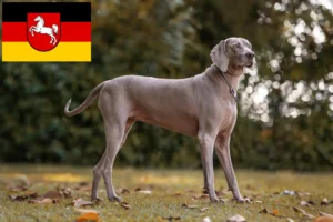 Scopri di più sull'articolo Allevatori di Weimaraner e cuccioli in Bassa Sassonia