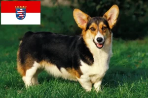 Scopri di più sull'articolo Allevatori e cuccioli di Welsh Corgi in Hessen