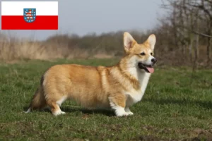 Scopri di più sull'articolo Allevatori di Welsh Corgi e cuccioli in Turingia