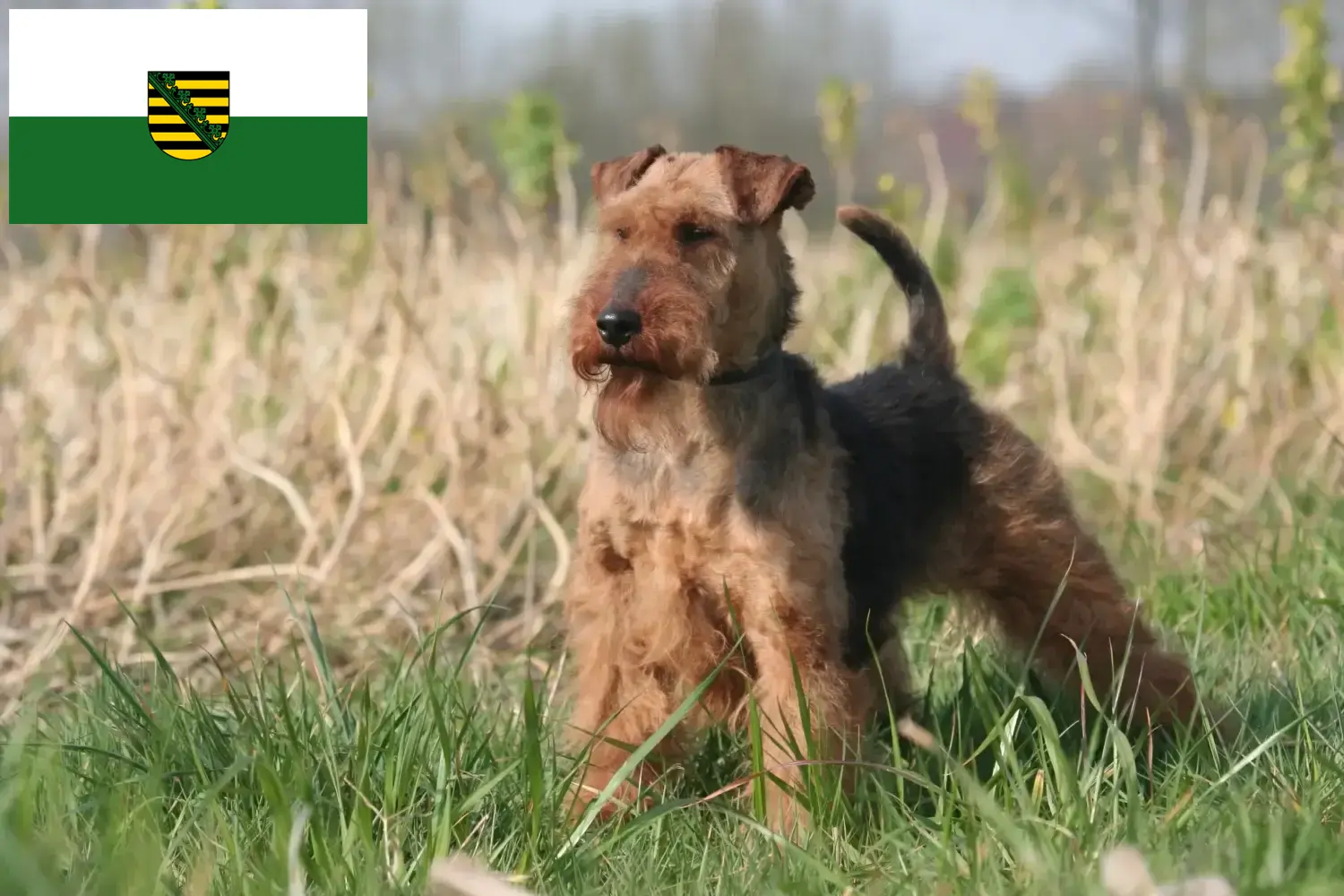 Scopri di più sull'articolo Allevatori di Welsh Terrier e cuccioli in Sassonia