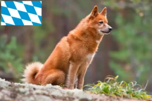 Scopri di più sull'articolo Allevatori di Finnenspitz e cuccioli in Baviera