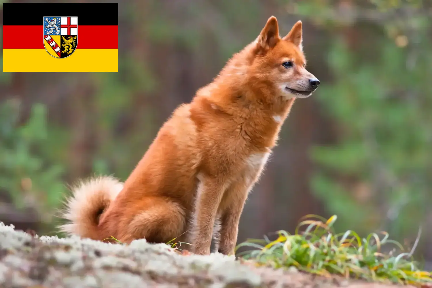 Scopri di più sull'articolo Allevatori di Finnenspitz e cuccioli in Saarland