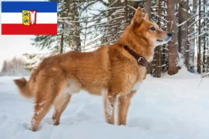 Scopri di più sull'articolo Allevatori di Finnenspitz e cuccioli in Schleswig-Holstein