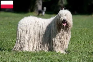 Scopri di più sull'articolo Allevatori e cuccioli di Komondor in Polonia