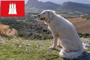 Scopri di più sull'articolo Allevatore di Kuvasz e cuccioli ad Amburgo