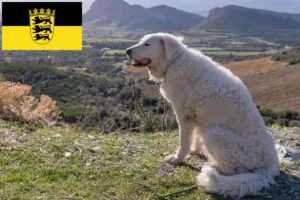 Scopri di più sull'articolo Allevatori e cuccioli di Kuvasz in Baden-Württemberg