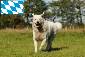 Scopri di più sull'articolo Allevatori di Kuvasz e cuccioli in Baviera