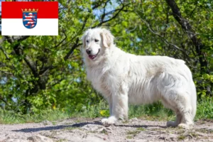 Scopri di più sull'articolo Allevatori e cuccioli di Kuvasz in Assia