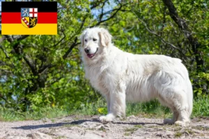 Scopri di più sull'articolo Allevatori di Kuvasz e cuccioli in Saarland