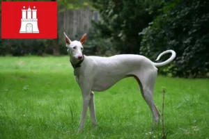 Scopri di più sull'articolo Allevatori di Podenco e cuccioli a Amburgo