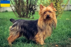 Scopri di più sull'articolo Allevatori di Australian Terrier e cuccioli in Ucraina