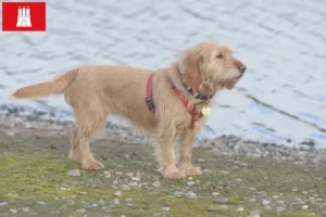 Scopri di più sull'articolo Allevatori di Basset fauve de Bretagne e cuccioli a Amburgo