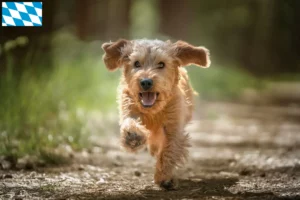 Scopri di più sull'articolo Allevatori di Basset fauve de Bretagne e cuccioli in Baviera