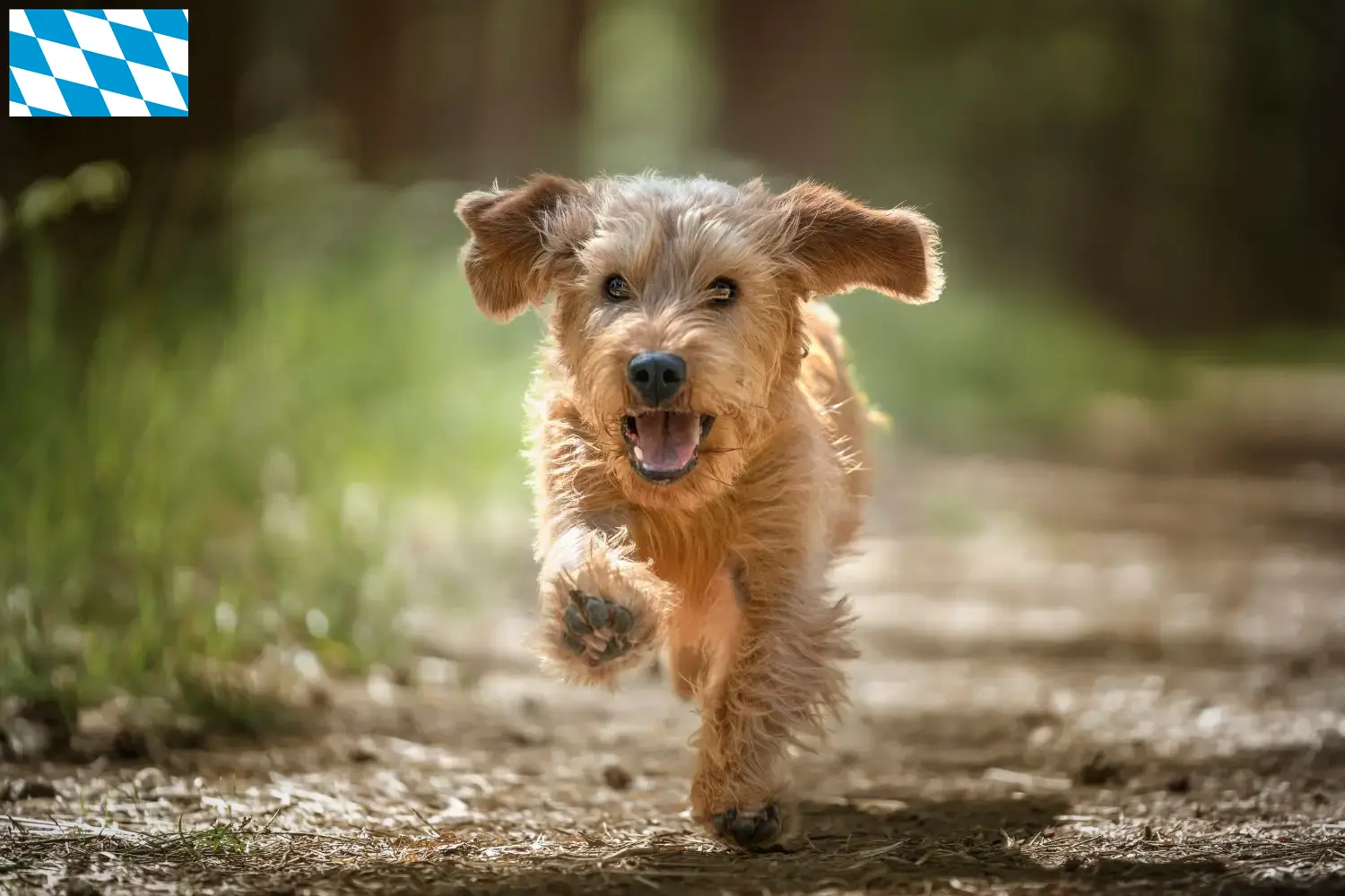 Scopri di più sull'articolo Allevatori di Basset fauve de Bretagne e cuccioli in Baviera